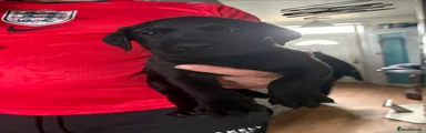 Black collar