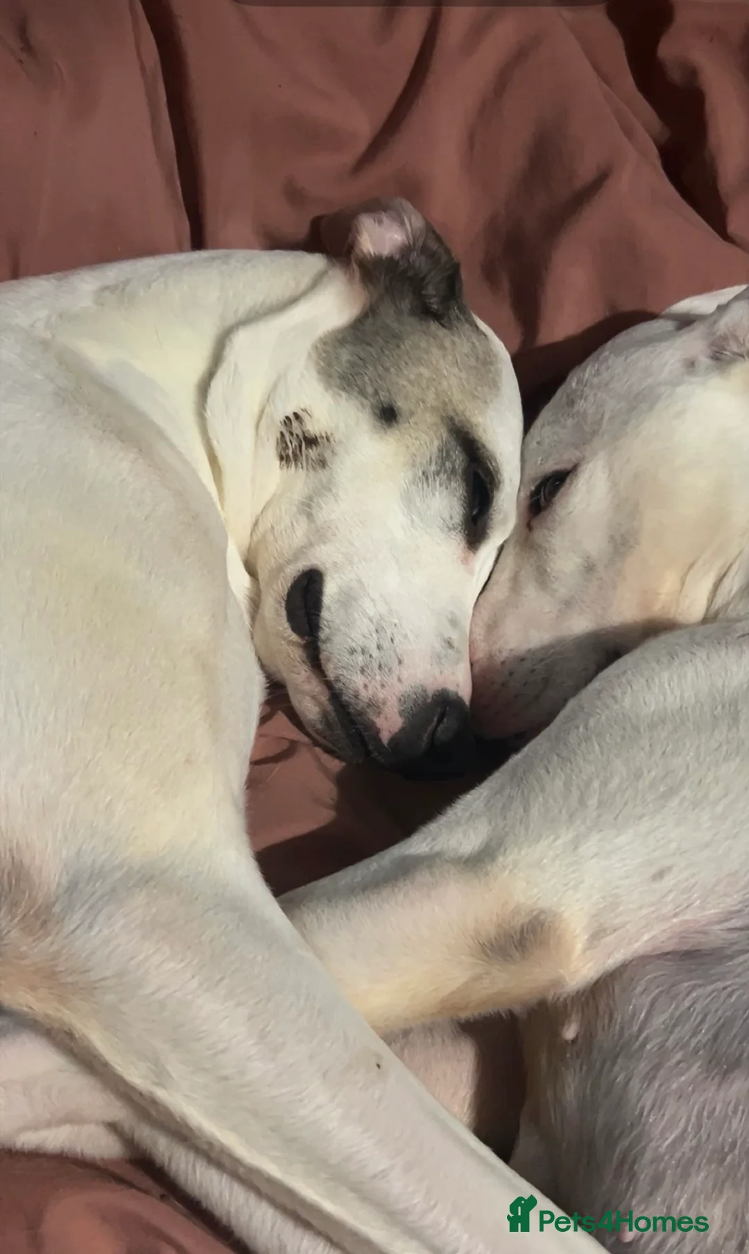 Mixed Breed dogs for sale: 3 year old girls  in Slough - Advert 4