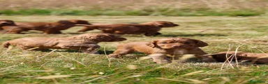 Cocker Spaniel 2