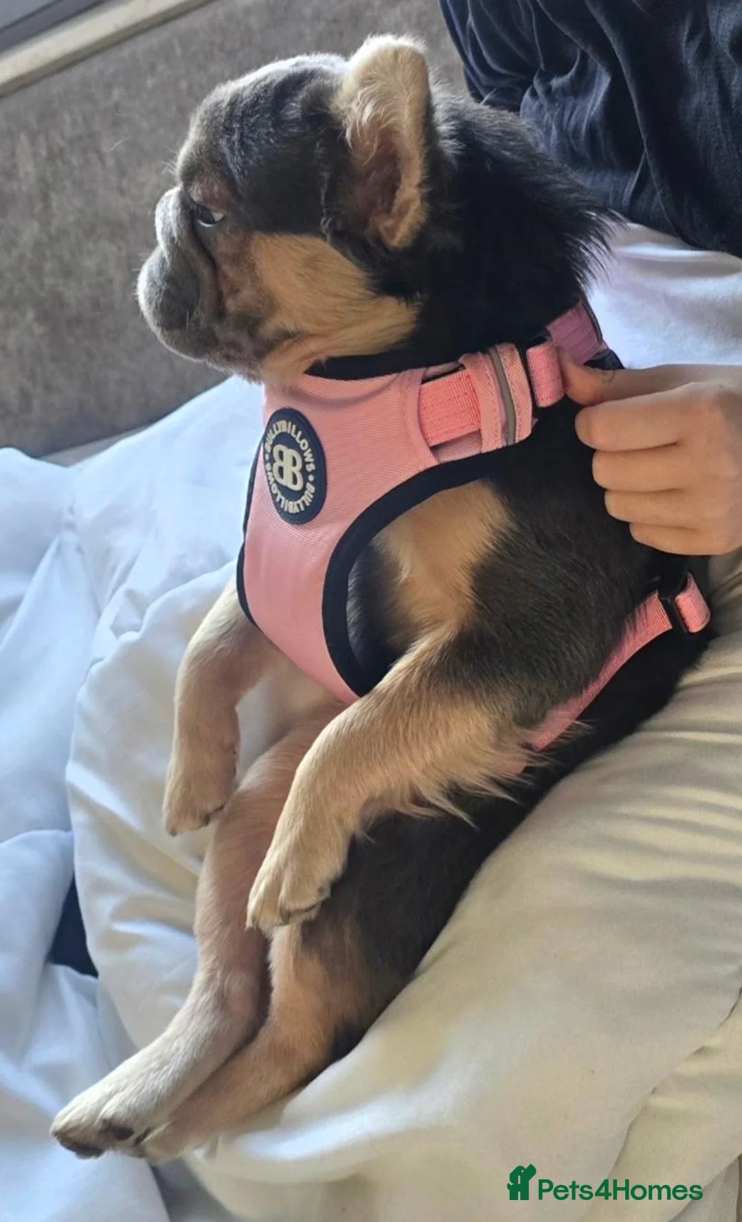 French Bulldog dogs for sale: 1 year old in Wetherby - Advert 2