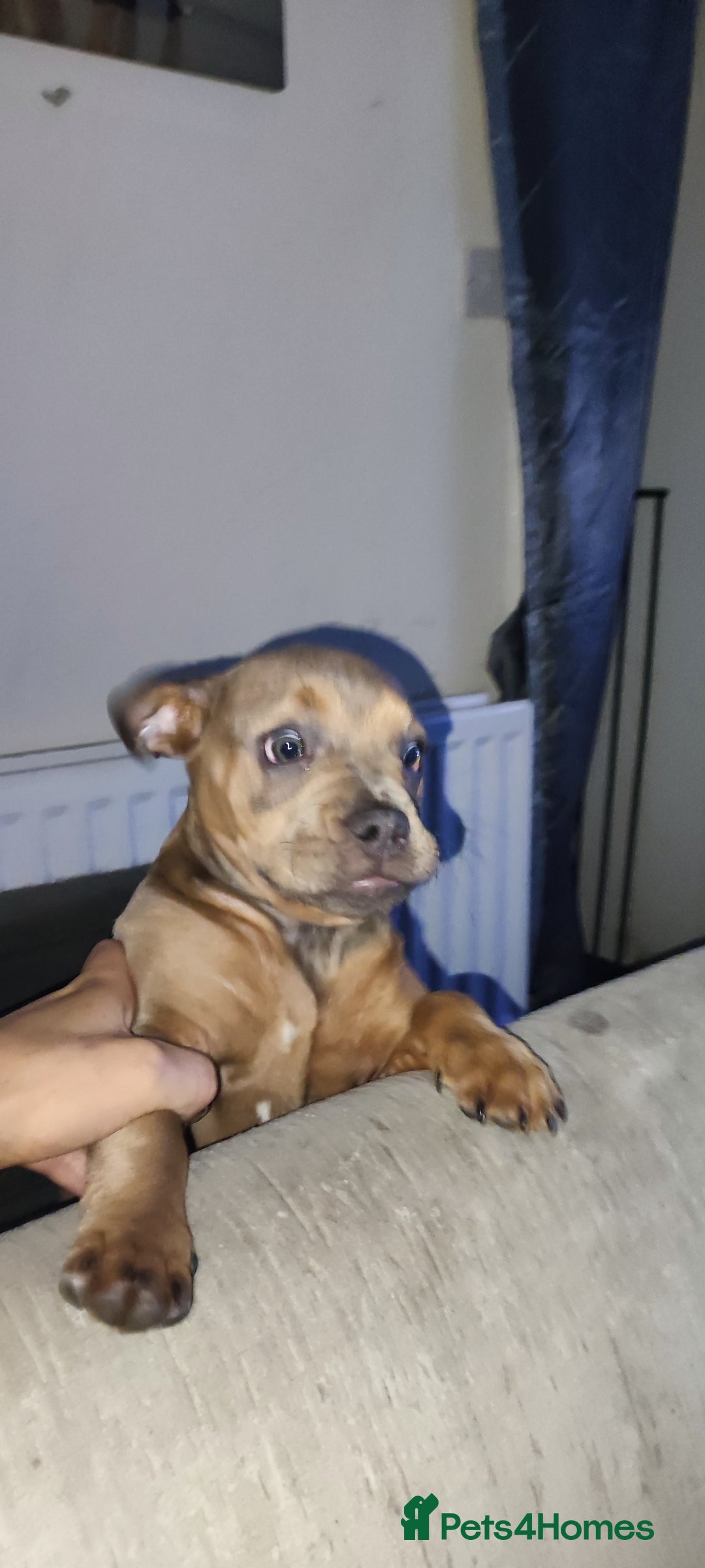 Mixed Breed dogs for sale: Micro/Pocket American, French Bullies (Exotic)  - Advert 5