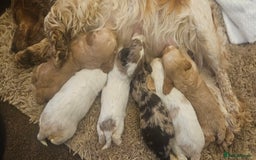 Cockapoo dogs for sale: Beautiful/healthy F1 cockapoo’s.3 girls🩷3 boys🩵 - Image 19