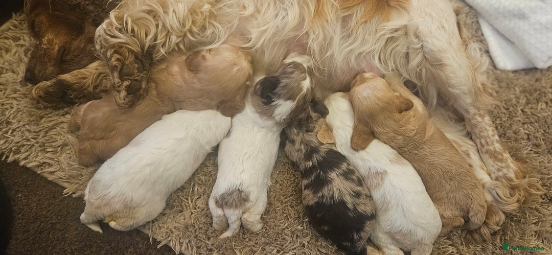 Cockapoo dogs for sale: Beautiful/healthy F1 cockapoo’s.3 girls🩷3 boys🩵 - Image 19