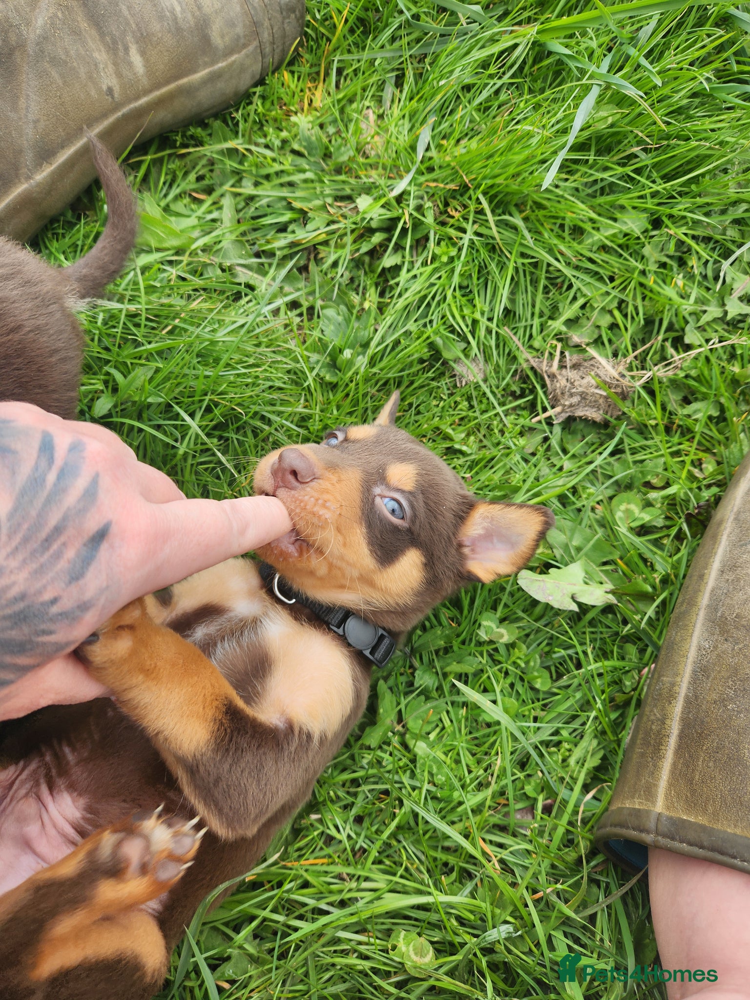 Australian Kelpie dogs for sale: Kelpie puppies - Advert 12