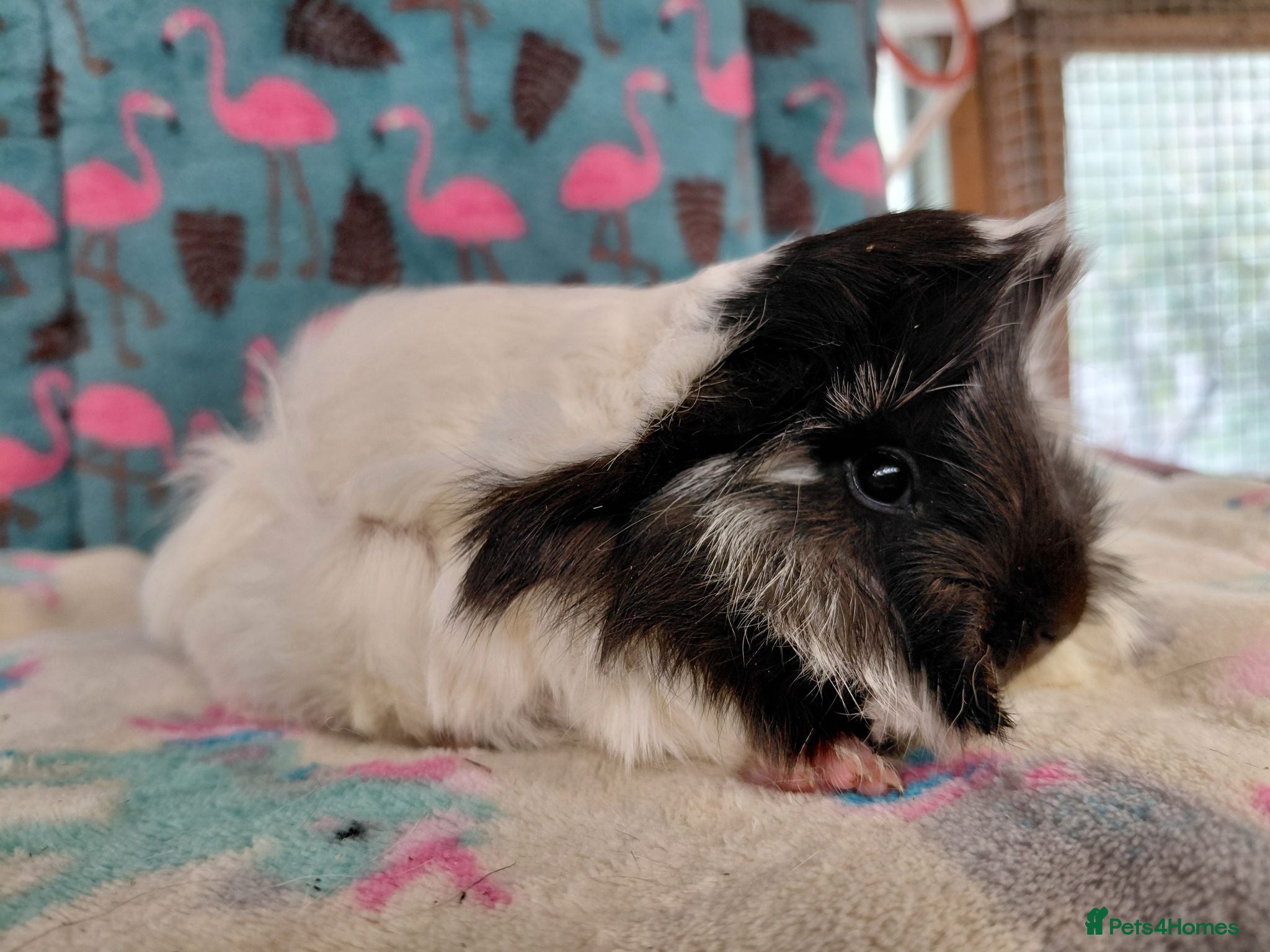 Guinea Pig rodents Baby Longhaired Sheltie Boars/Brothers RTR - Advert 15