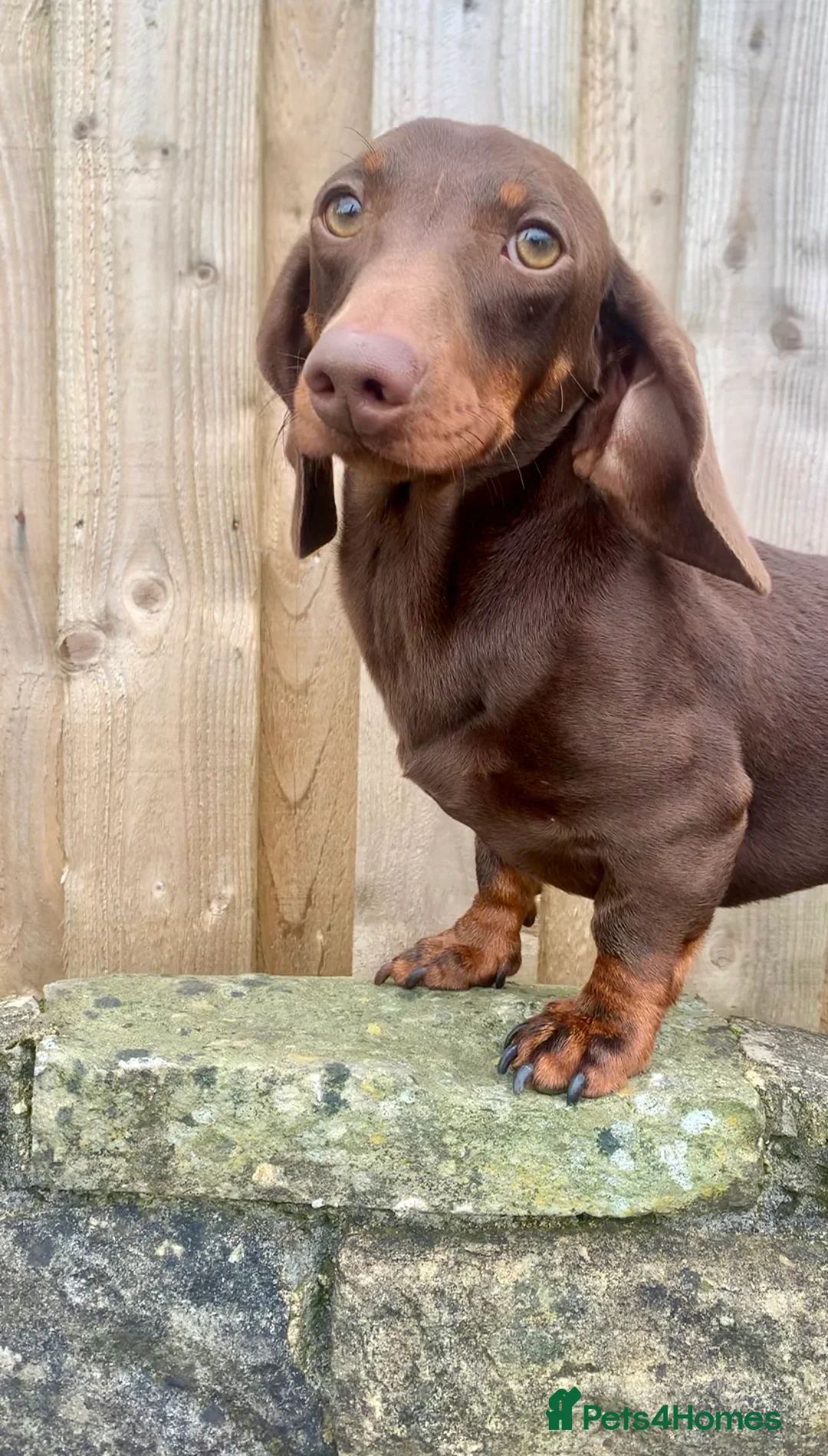 Miniature Dachshund dogs for stud: KC Reg PRA clear Extensively health tested STUD! in Littleborough - Advert 5