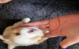 Mixed Breed dogs for sale: Pomeranian Puppies - £1,500 each - Image 11