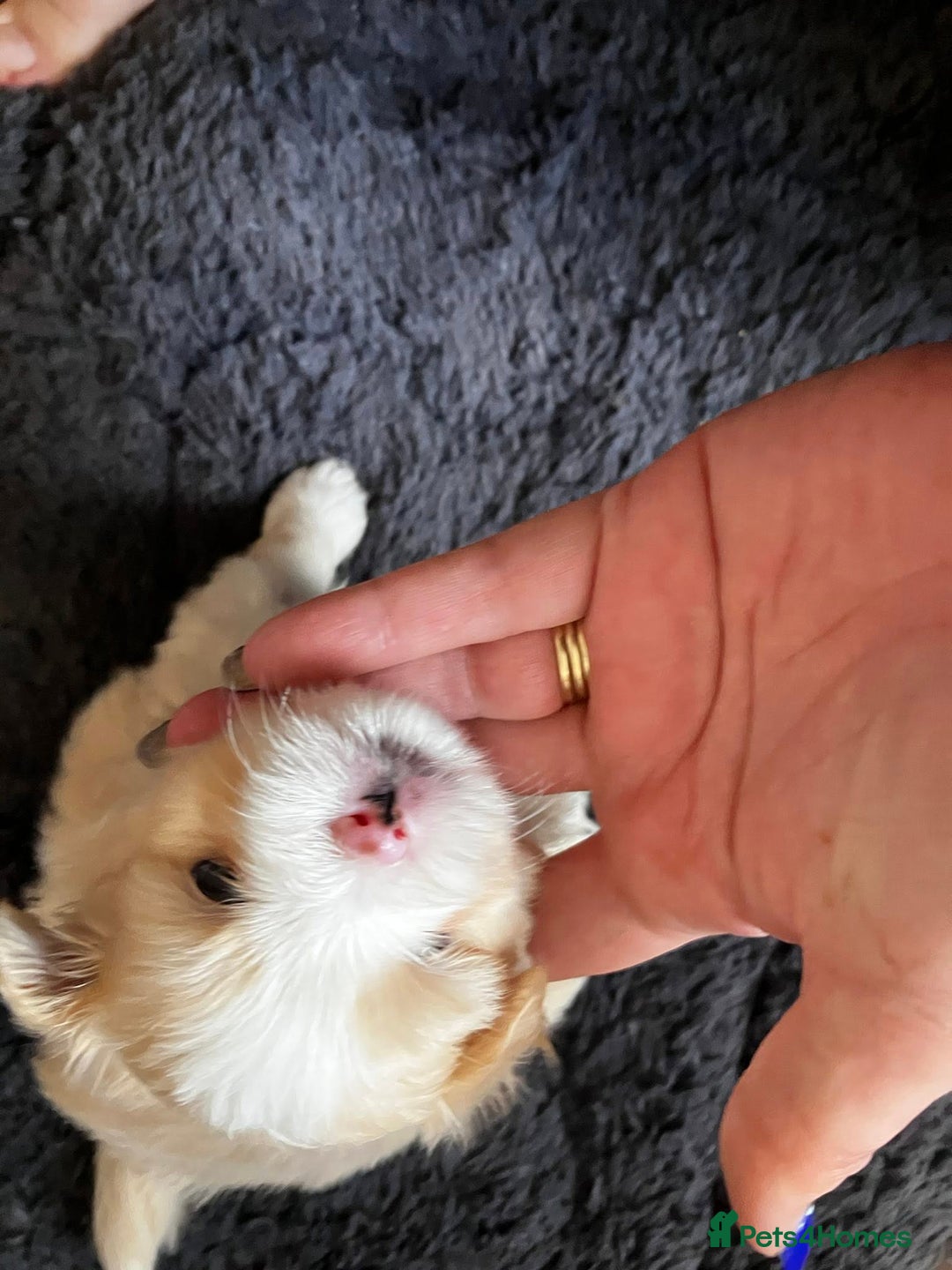 Mixed Breed dogs for sale: Pomeranian Puppies - £1,500 each - Image 11