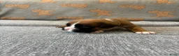 Boxer dogs for sale: Beautiful, KC registerd boxer puppies for sale in Canvey Island - Advert 8