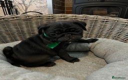 Pug dogs for sale: Superb Pug Puppies - ready now - Advert 5