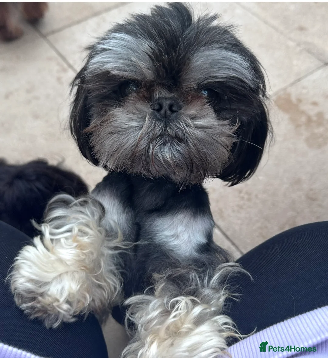 Shih Tzu dogs for stud: Proven KC Dobie Imperial Shih Tzu 👑 - Advert 2