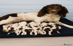 English Springer Spaniel dogs for sale: English springer spaniel puppies  - Image 10