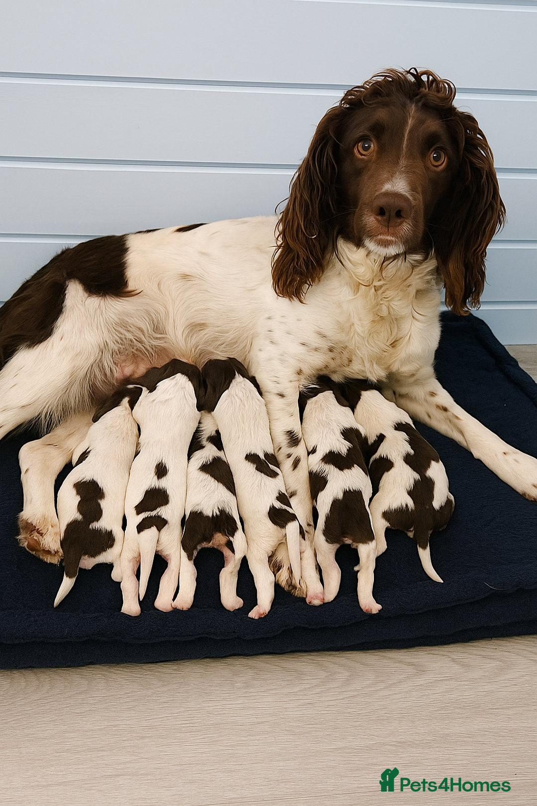 English Springer Spaniel dogs for sale: English springer spaniel puppies  - Image 10