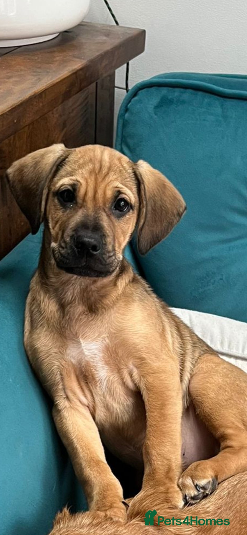 Puggle dogs PUGGLE PUPPY - Advert 1