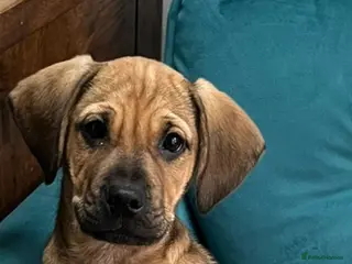 Puggle dogs PUGGLE PUPPY - Advert 1