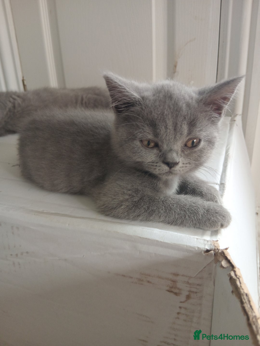 British Shorthair cats for sale: BRITISH SHORT HAIR KITTENS  in Gloucester - Image 7