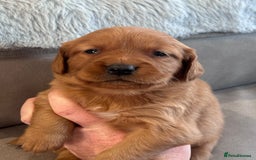 Golden Retriever dogs for sale: Fully health tested kennel club registered puppies - Image 17