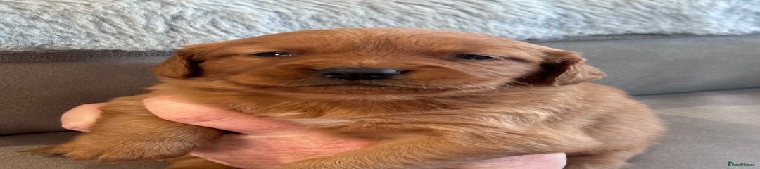 Golden Retriever Puppy 5