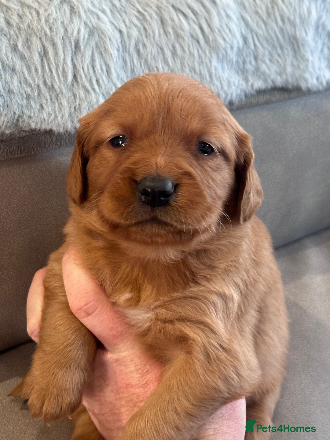 Golden Retriever dogs for sale: Fully health tested kennel club registered puppies - Image 17
