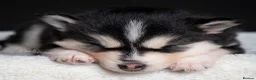 Pomsky dogs for sale: 5 girls and 3 boys are searching for 5 star homes - Advert 25