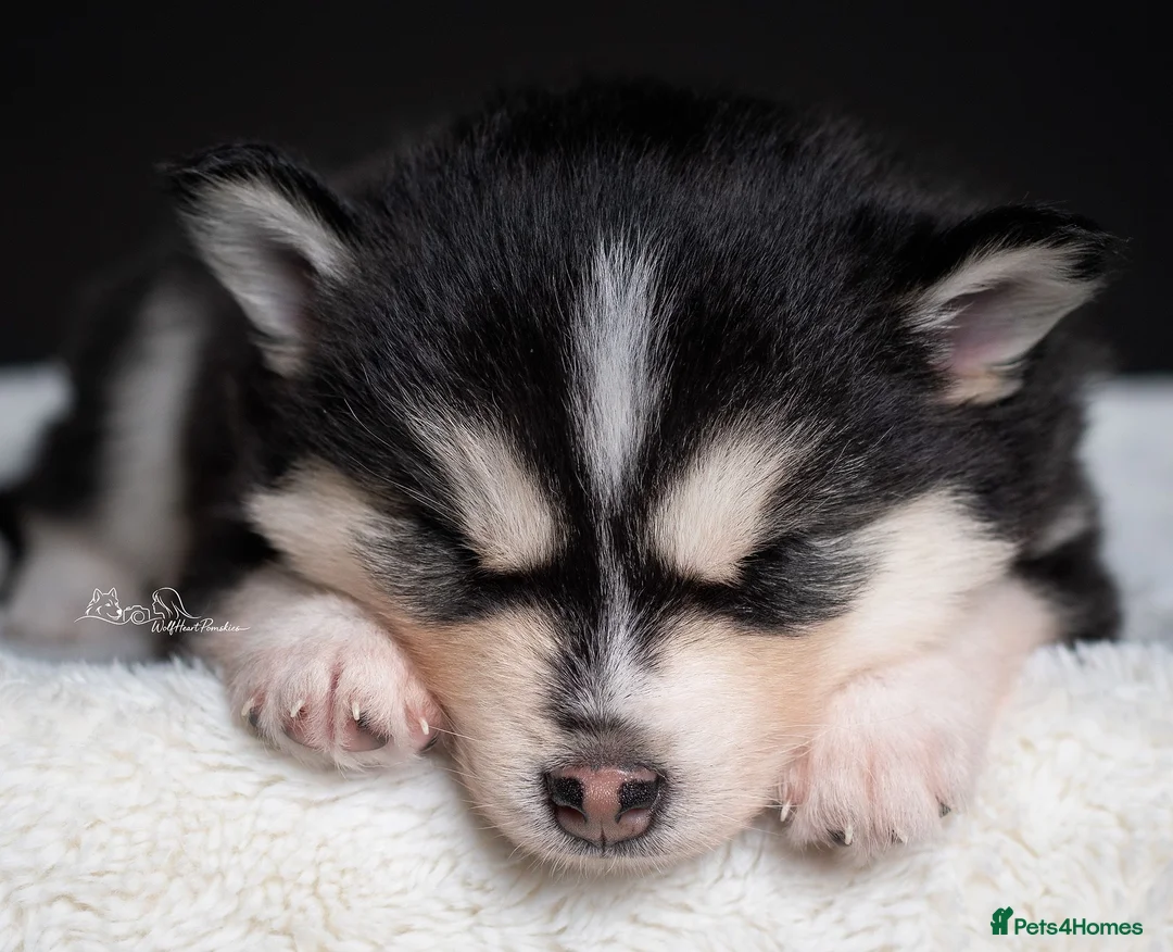 Pomsky dogs for sale: 5 girls and 3 boys are searching for 5 star homes - Advert 25