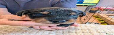Mixed Breed 1