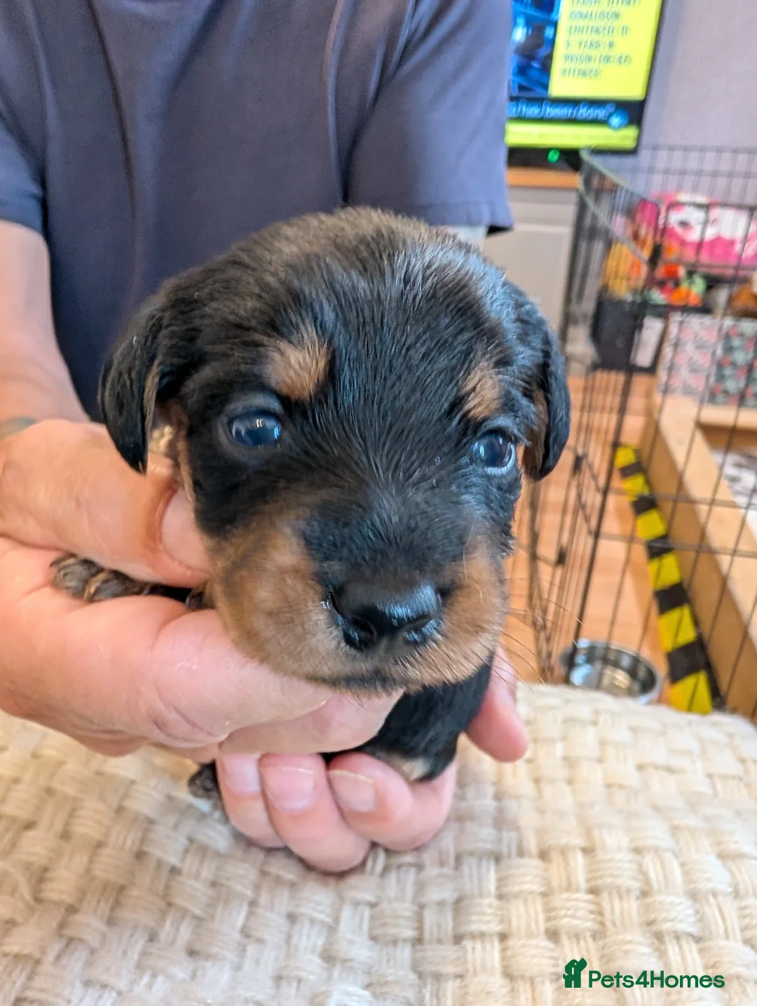 Mixed Breed dogs for sale: MERLE DORKIE - Advert 21