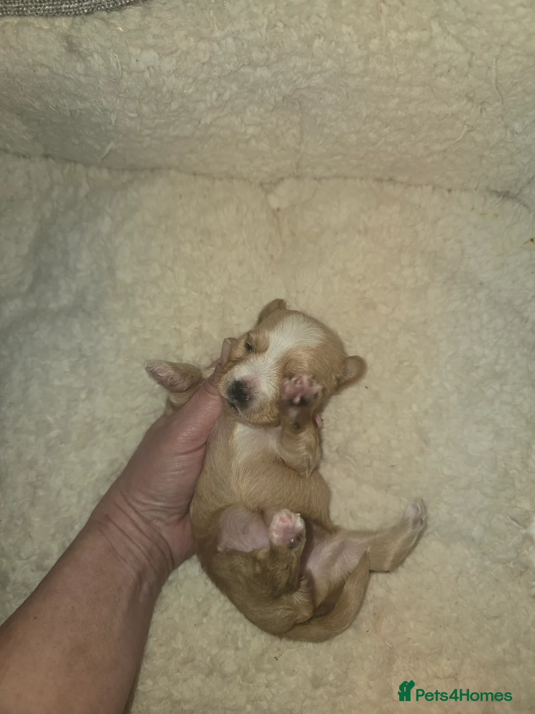 Yorkshire Terrier dogs for sale: wonderful puppies yorkshire terrier - Advert 35