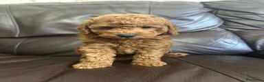 Toy Poodle 3