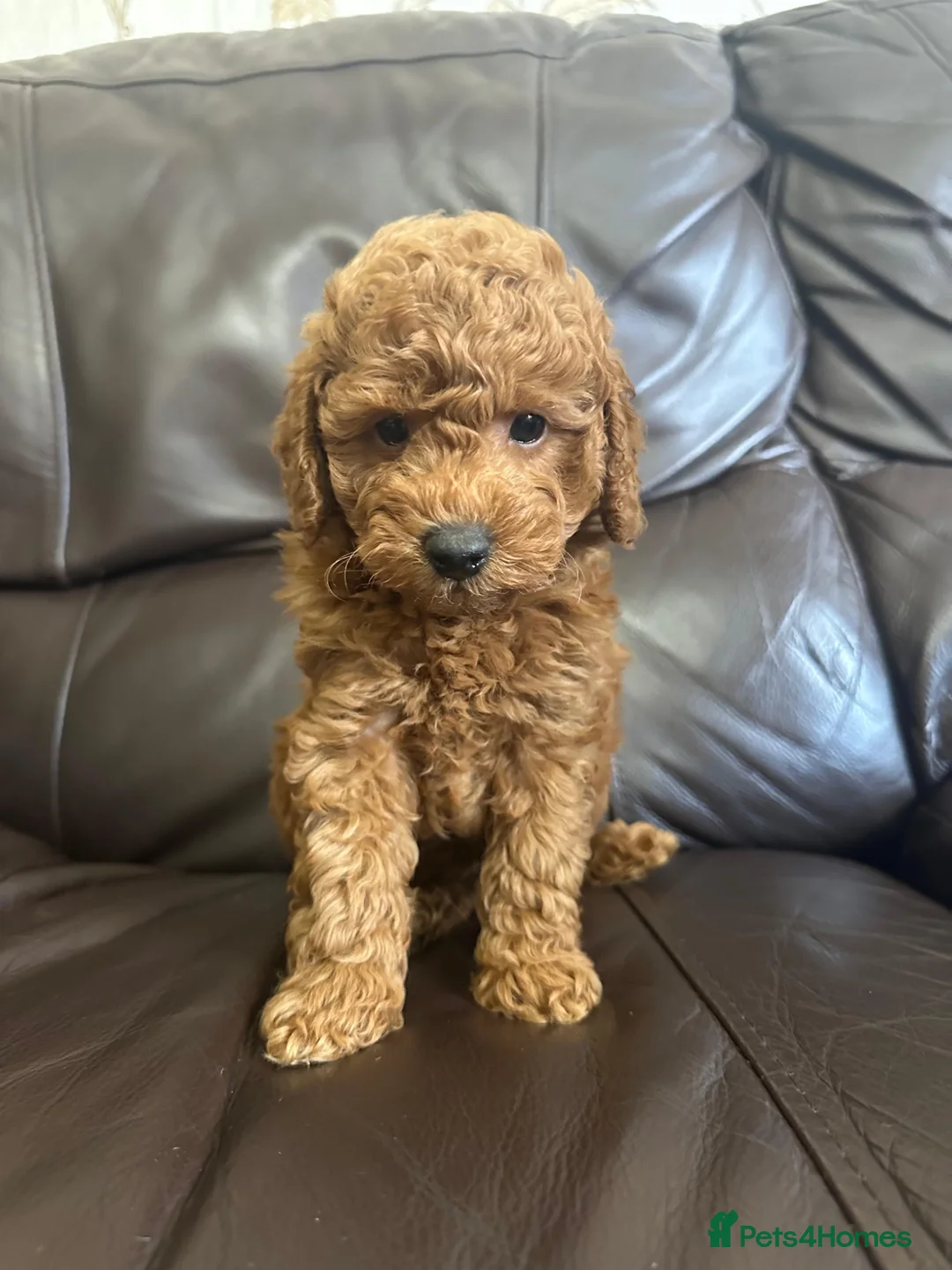 Toy Poodle dogs for sale: KC Reg Toy Poodle Pups 😍  🐩  - Advert 15