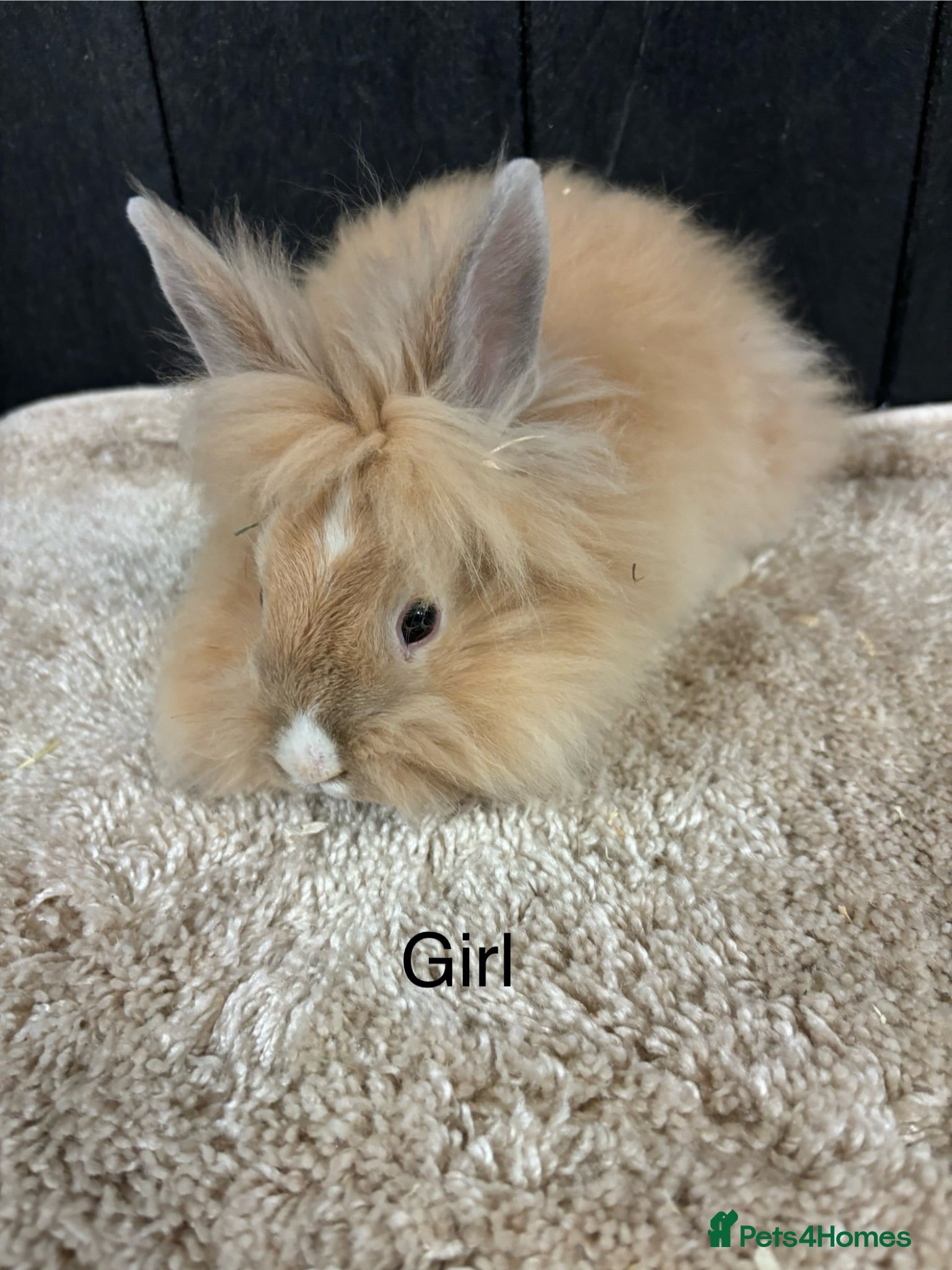 Mini Lop rabbits Stunning bunnies  - Advert 15