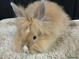 Mini Lop rabbits Stunning bunnies - Advert 15