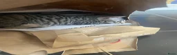 Bengal cats for sale: ♥️IAM ❤️WATCH ALL MY VIDEOS👀FOR MUMMY OR DADDY ❤️ - Advert 8