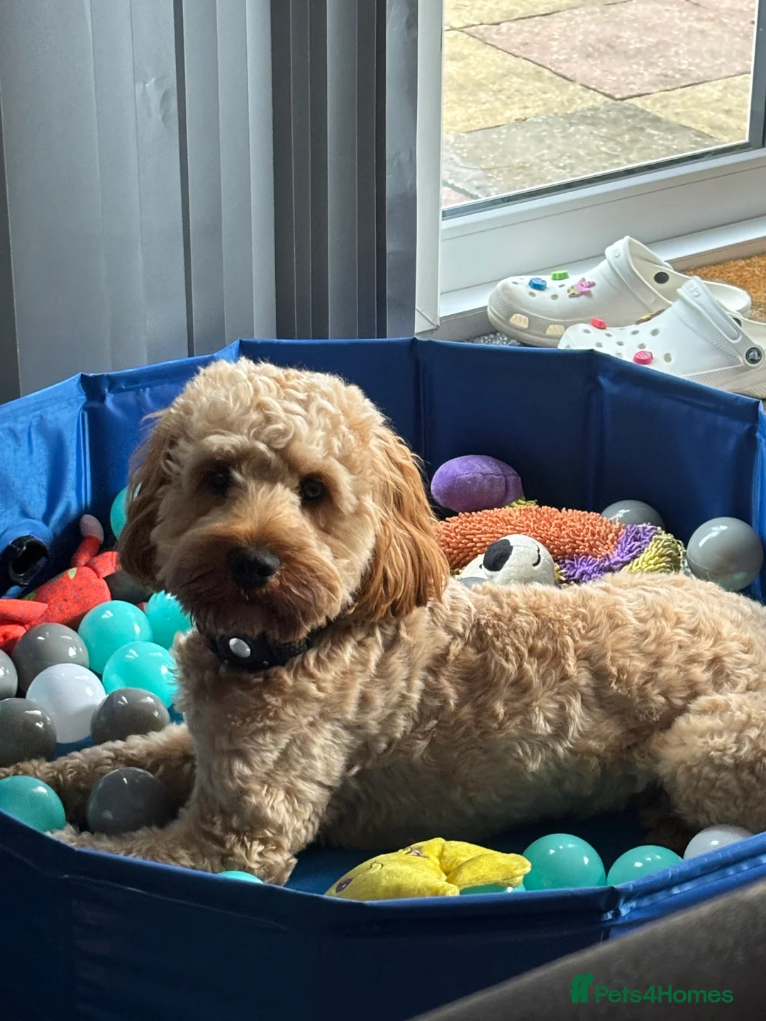 Cockapoo dogs for stud: F1 Cockapoo Milo for stud - Advert 1