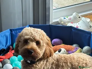 Cockapoo dogs F1 Cockapoo Milo for stud - Advert 1