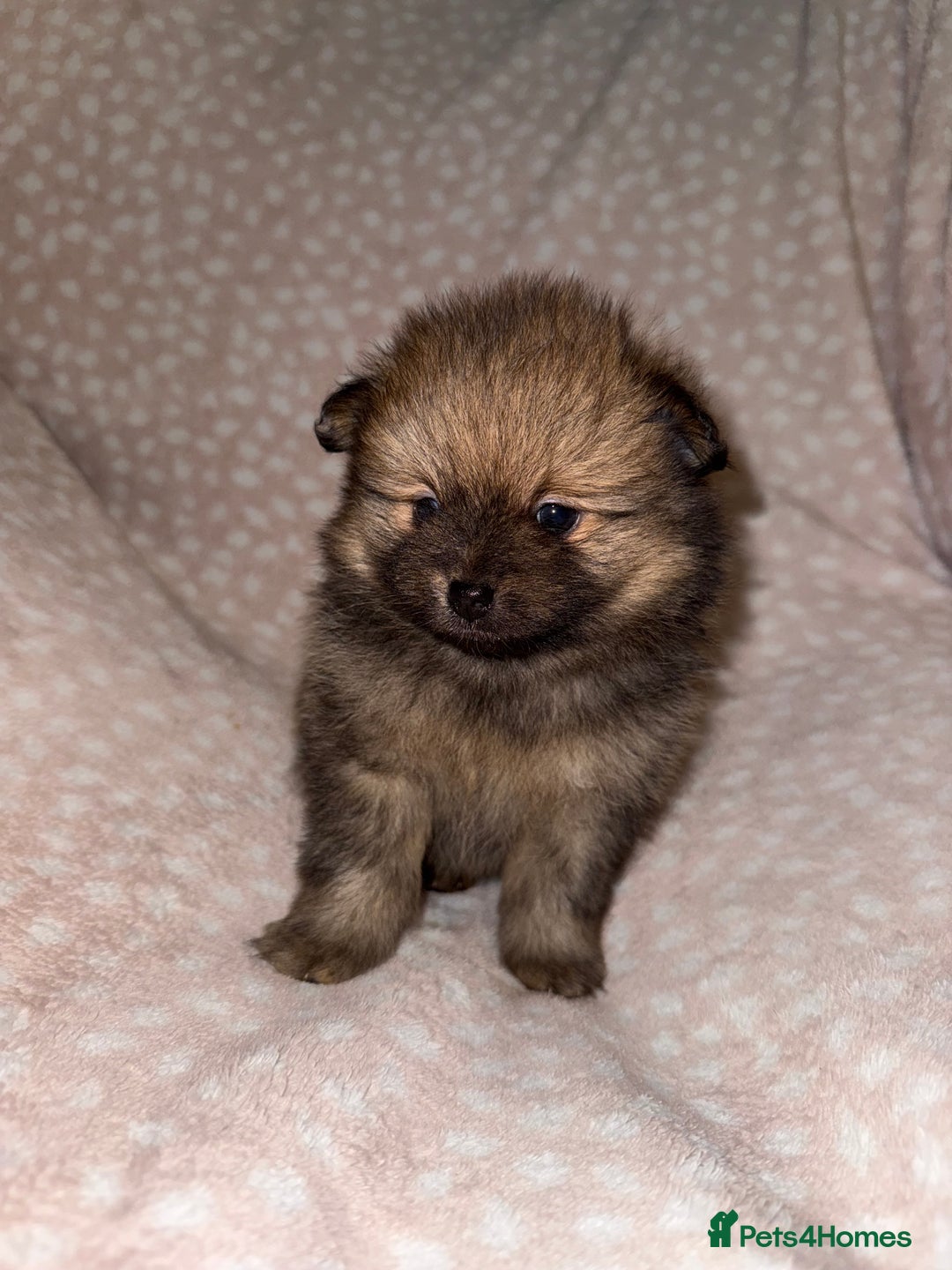 Pomeranian dogs for sale: Adorable Pomeranian Puppies 💙🩷💙 - Advert 8