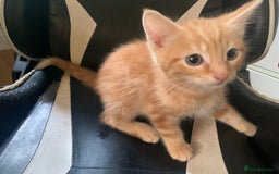 Mixed Breed cats for sale: Five Gorgeous Kittens available now ! - Image 13