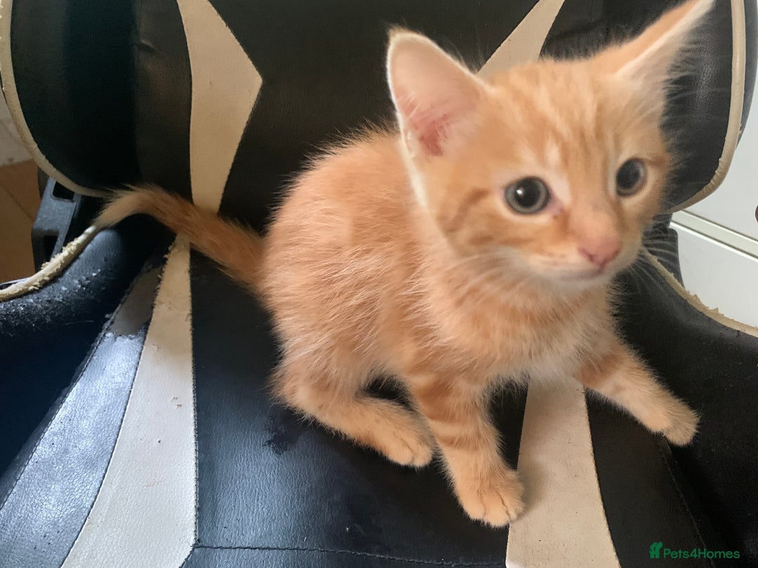 Mixed Breed cats for sale: Five Gorgeous Kittens available now ! - Image 13
