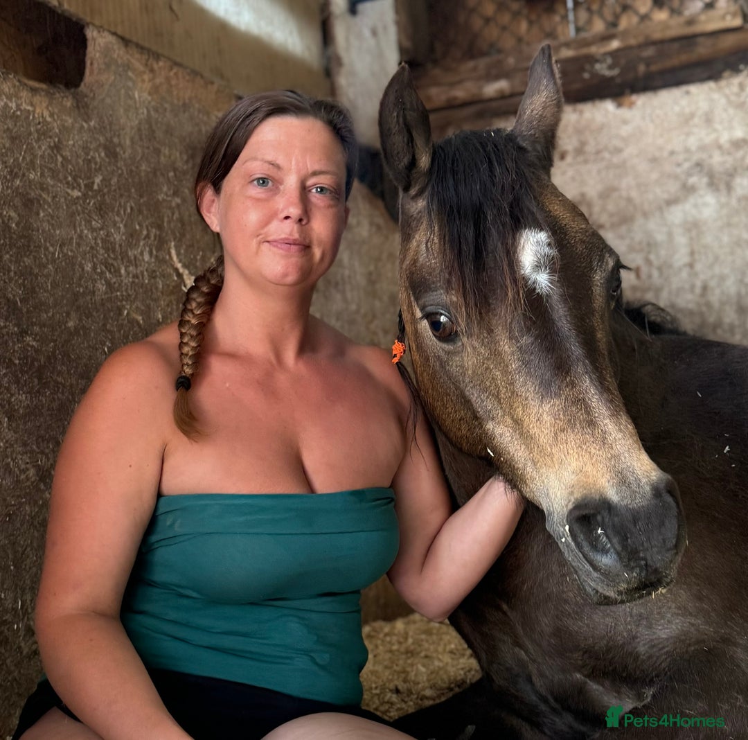 Welsh Section B horses for sale: sad sale of the most beautiful little dun mare! - Image 13