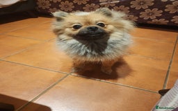 Pomeranian dogs for sale: Beautiful girl POM - Image 3
