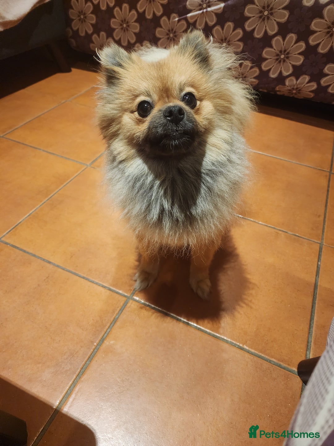 Pomeranian dogs for sale: Beautiful girl POM - Image 3