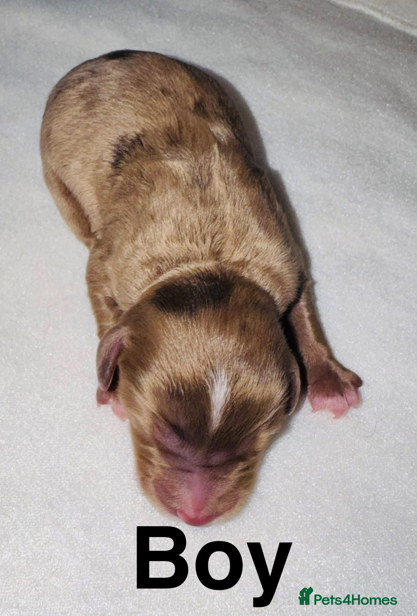 Cockapoo dogs for sale: DNA CLEAR, Adorable cockapoo puppies  - Advert 7