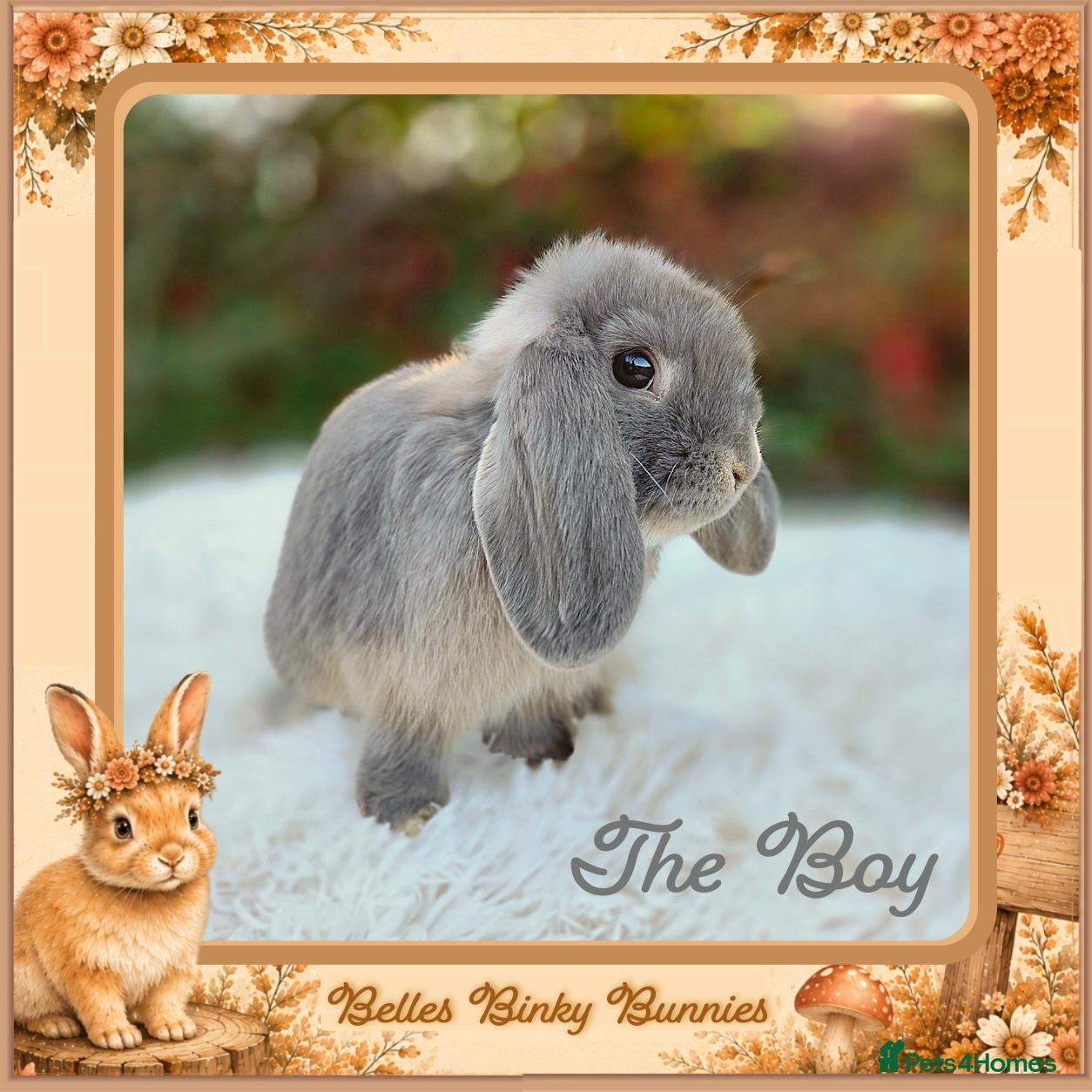 Mini Lop rabbits 🌻 Ready Now, Baby Boy - Last One🌻 - Advert 2