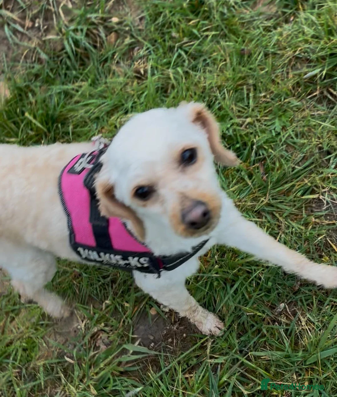 Cockapoo dogs for sale: Cockapoo girl  in Coalville - Advert 2