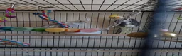 Cockatiels birds for sale: Cockatiels Avery only  in Spilsby - Advert 1
