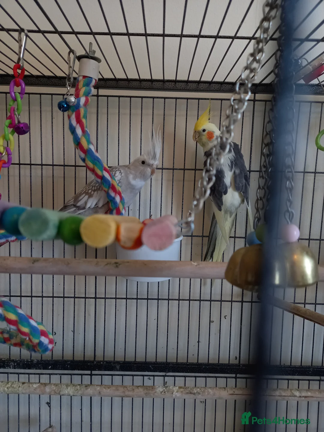 Cockatiels birds for sale: Cockatiels Avery only  in Spilsby - Advert 1