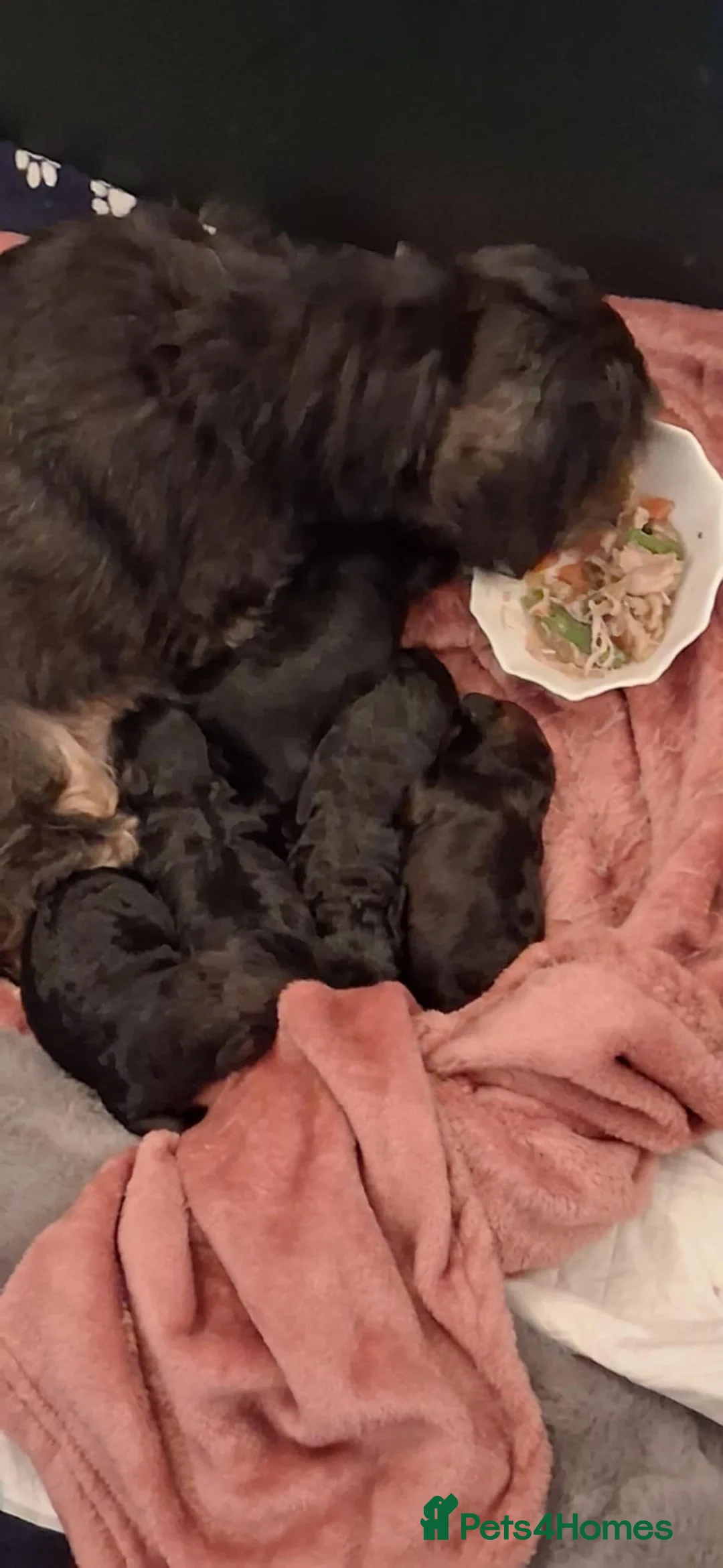 Shihpoo dogs for sale: F1b Fully Health Tested Shihpoo - Advert 3