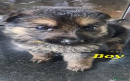 German Shepherd dogs for sale: KC registered German Shepherd puppies  - Image 6