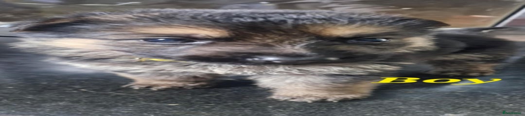 German Shepherd Puppy 6