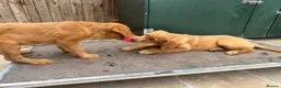 Golden Retriever dogs for sale: Quality KC Registered Golden Retriever Puppies - Advert 22